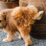 how to protect area rug from pet urine